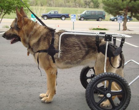 canine wheelchairs